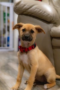 Lulu - Photo 4