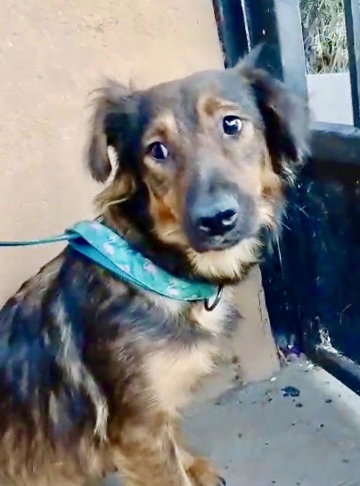 NATASHA - Shepherd available for adoption