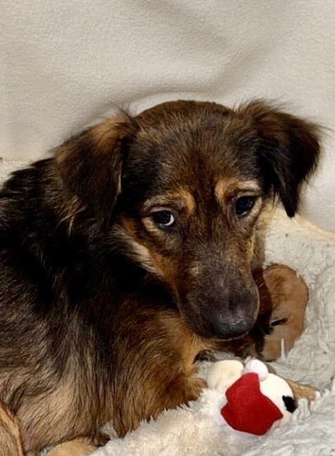 NATASHA - Shepherd available for adoption