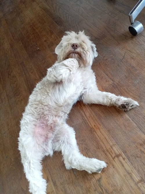 IKIE - Miniature Schnauzer available for adoption