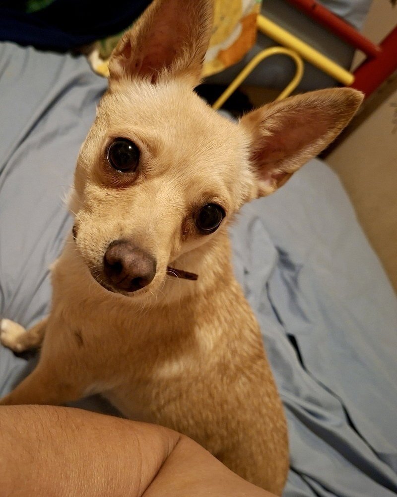 SURRI - Chihuahua available for adoption