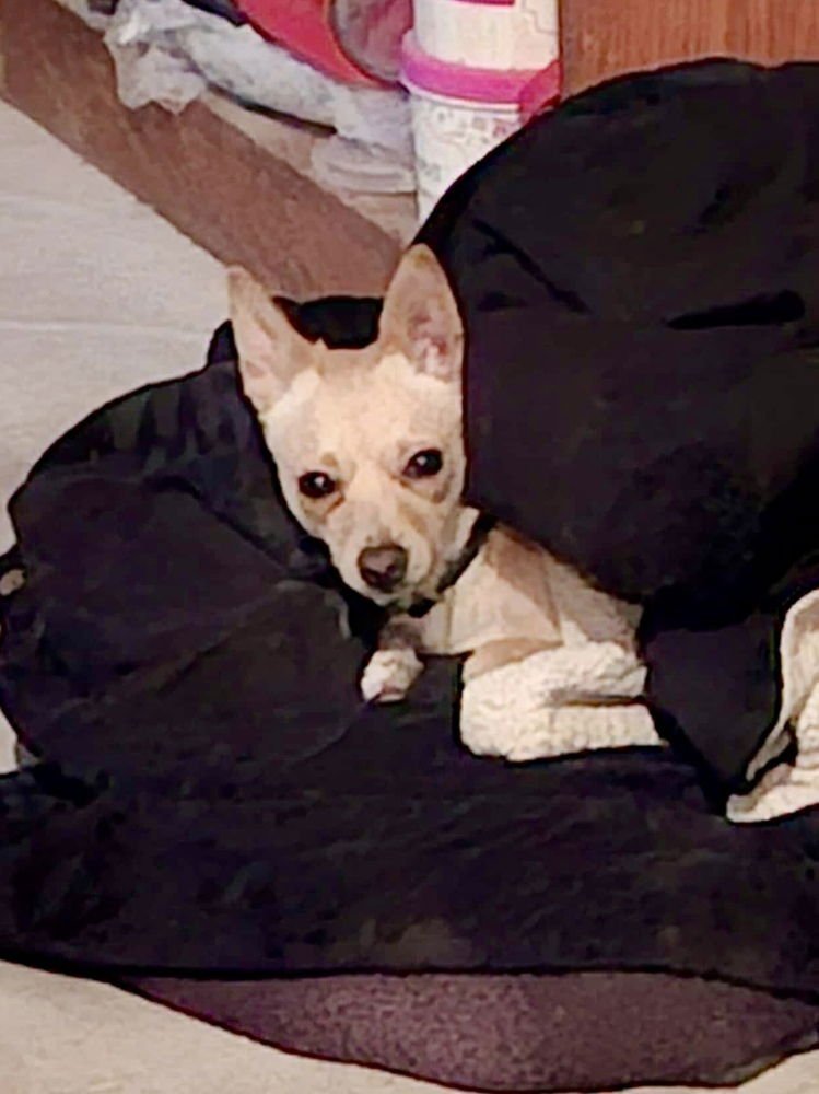 SURRI - Chihuahua available for adoption