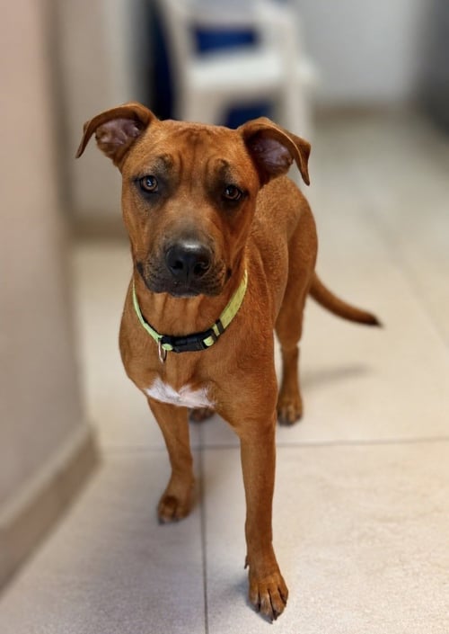 PALI - Rhodesian Ridgeback available for adoption