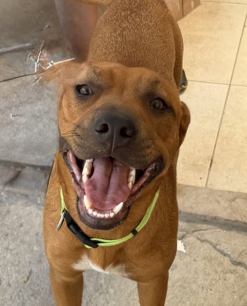 PALI - Rhodesian Ridgeback available for adoption