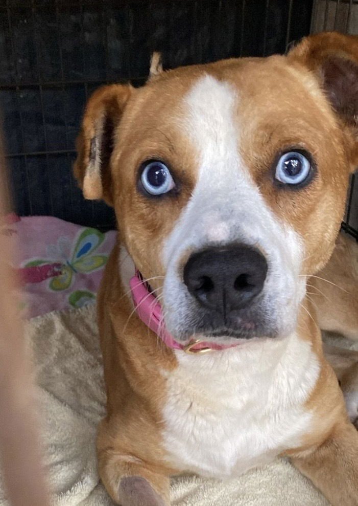 GUAPO - American Staffordshire Terrier / Labrador Retriever available for adoption