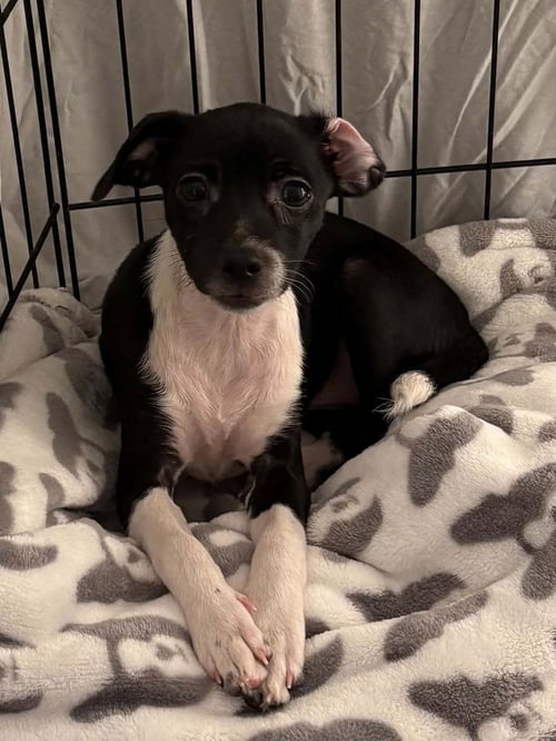 LOLLY - Chihuahua / Shih Tzu available for adoption