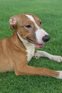 Jazzy - Photo 2