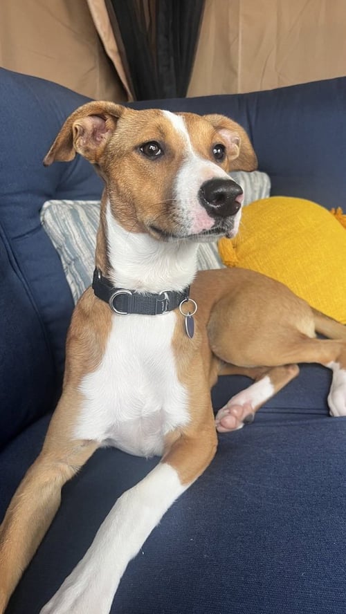 JAZZY - Labrador Retriever / Shepherd available for adoption