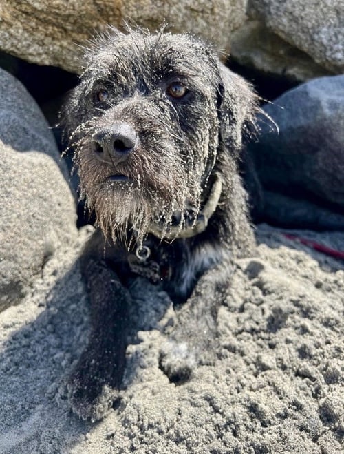GORDON - Terrier available for adoption