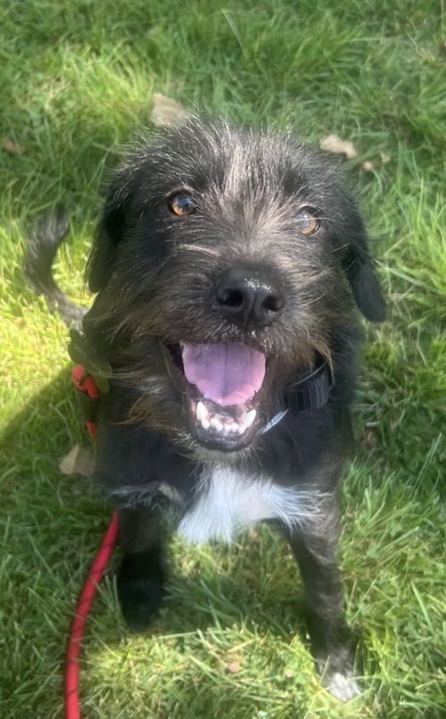 GORDON - Terrier available for adoption