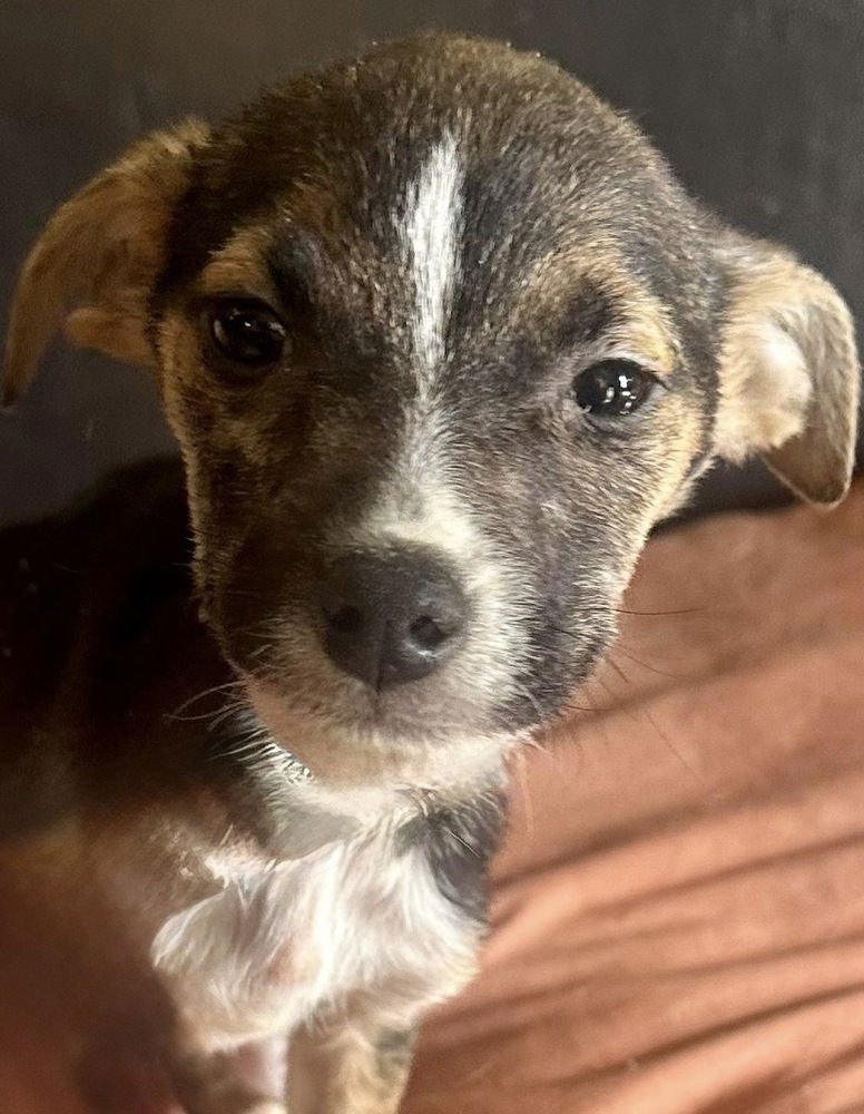 BOOBOO - Jack Russell Terrier / Chihuahua available for adoption