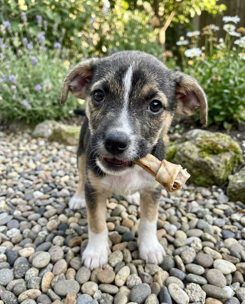 BOOBOO - Jack Russell Terrier / Chihuahua available for adoption