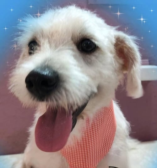 RAMSES - Schnauzer / Poodle (Miniature) available for adoption