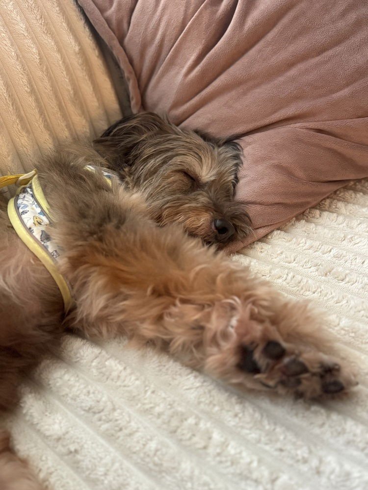 EMILIO - Schnauzer / Poodle (Miniature) available for adoption