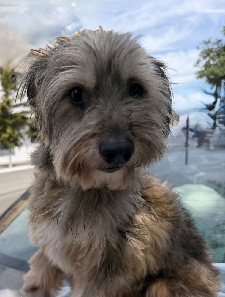 EMILIO - Schnauzer / Poodle (Miniature) available for adoption