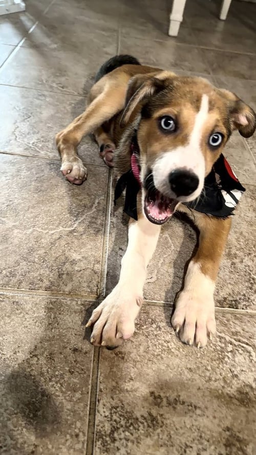 DAISY - Beagle / Labrador Retriever available for adoption