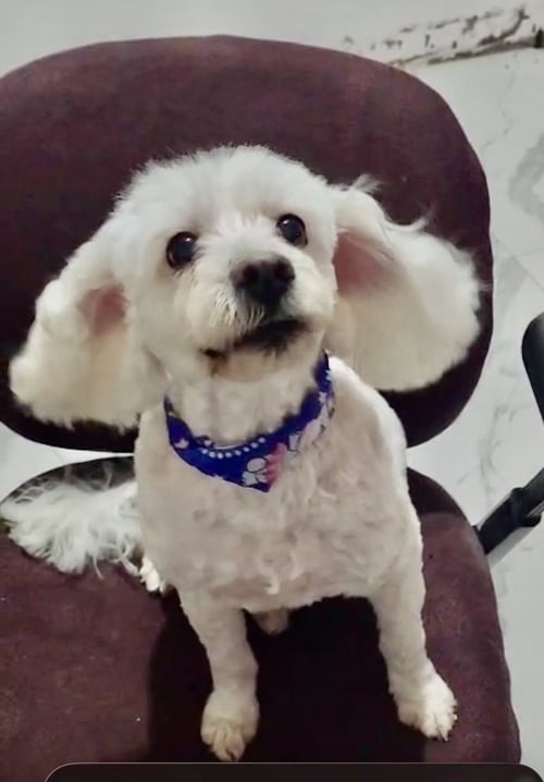 BONNIE - Poodle (Miniature) available for adoption