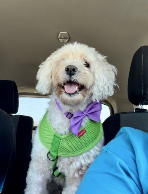 BONNIE - Poodle (Miniature) available for adoption