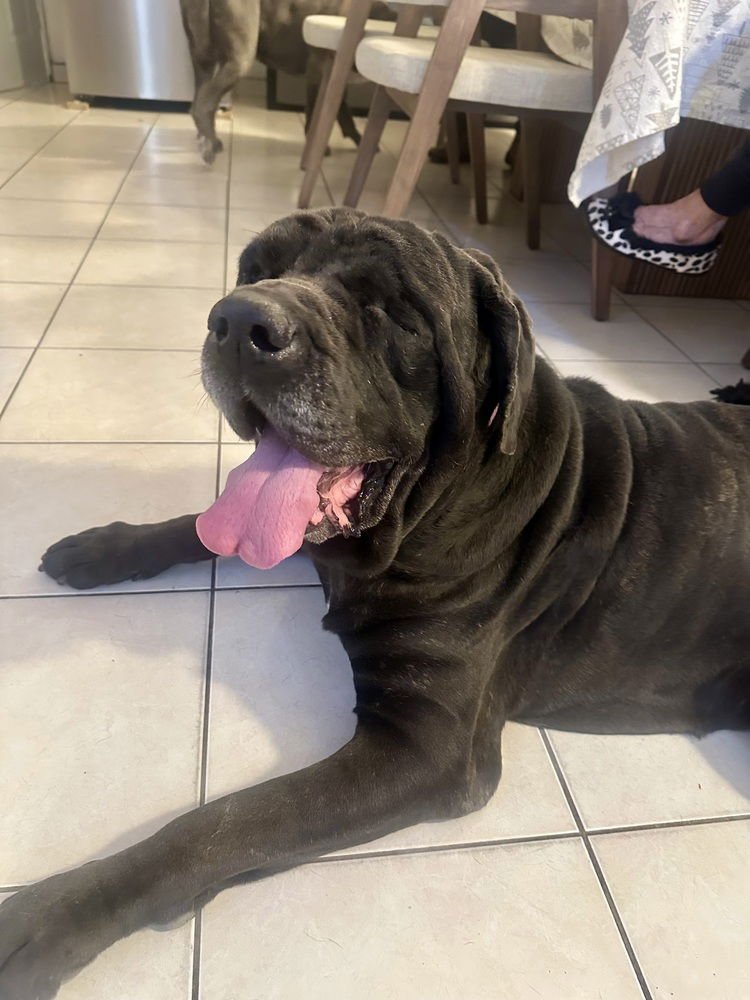 GUS - English Mastiff available for adoption