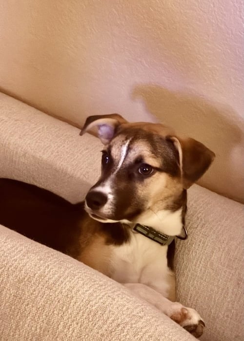 BOO - Jack Russell Terrier / Shepherd available for adoption