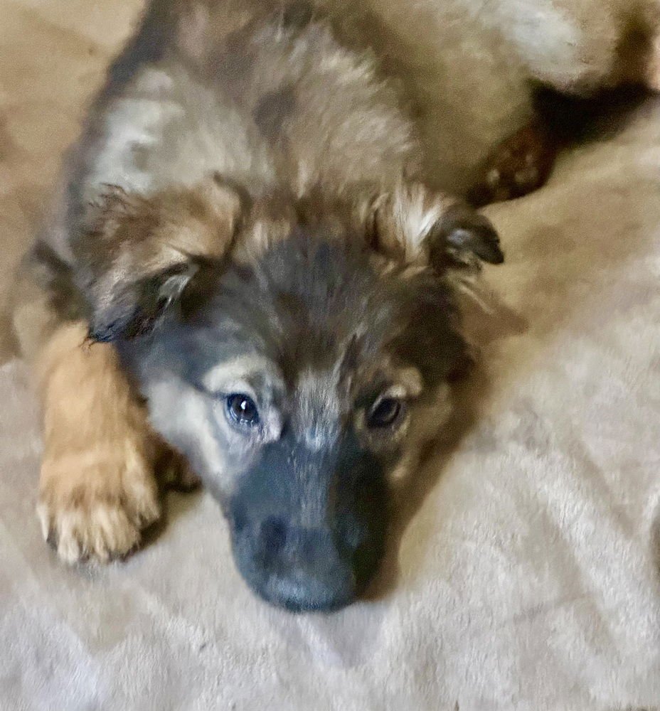 BUNNY - Terrier available for adoption