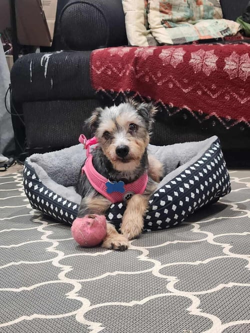 WINNIE (FORMALLY LUNITA) - Schnauzer / Yorkshire Terrier Yorkie available for adoption