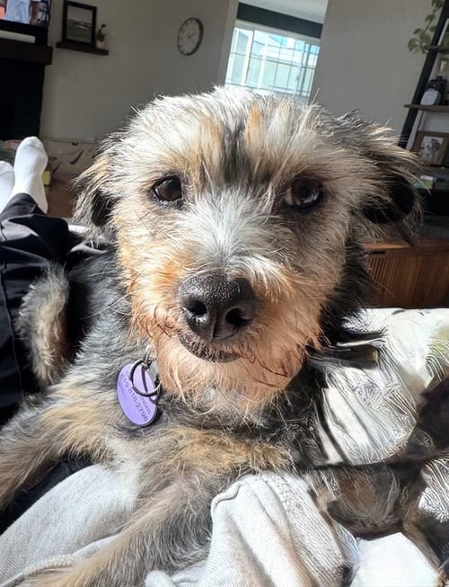 WINNIE (FORMALLY LUNITA) - Schnauzer / Yorkshire Terrier Yorkie available for adoption