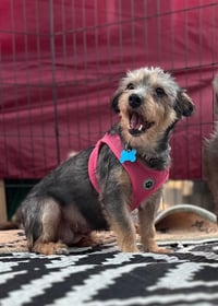 Winnie (formally Lunita) - Photo 4