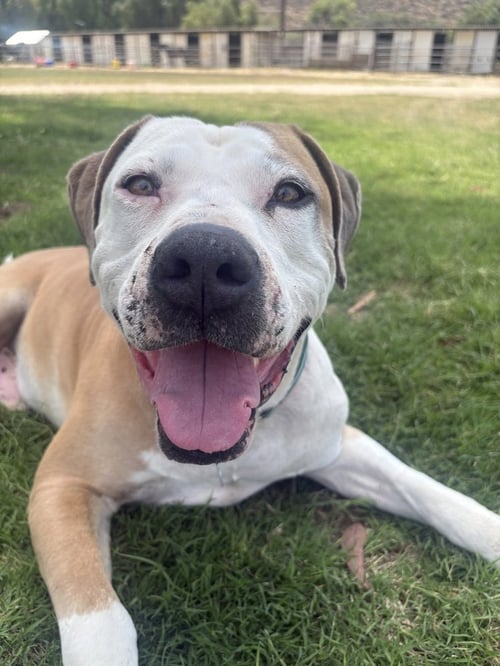 MIKEY - American Pit Bull Terrier available for adoption