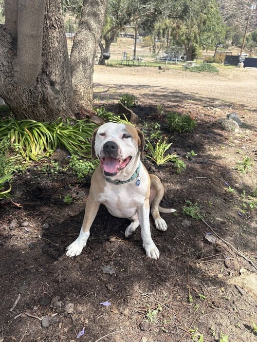 MIKEY - American Pit Bull Terrier available for adoption