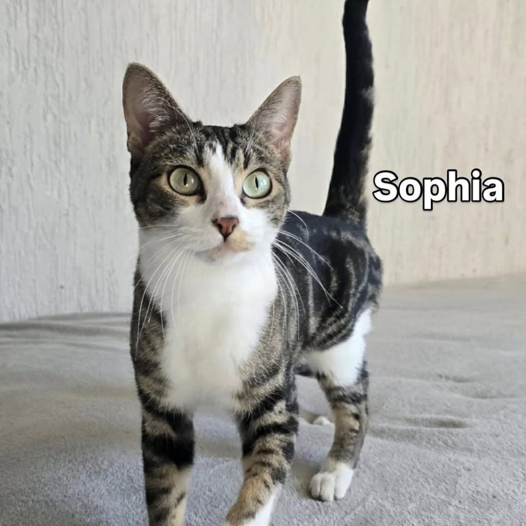 Sophia Image
