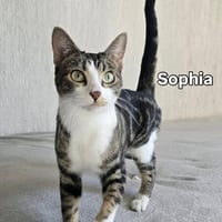 Sophia - Photo 1