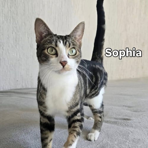SOPHIA - American Shorthair available for adoption
