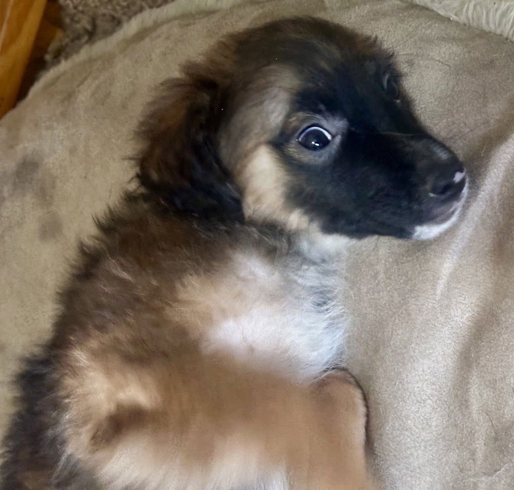 BAILEY - Terrier available for adoption