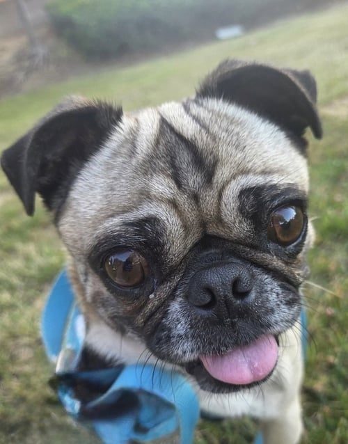 GEORGIE GIRL - Pug available for adoption