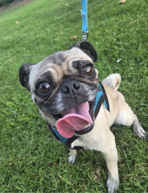 GEORGIE GIRL - Pug available for adoption