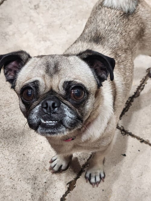 GEORGIE GIRL - Pug available for adoption