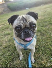 Georgie Girl - Photo 4