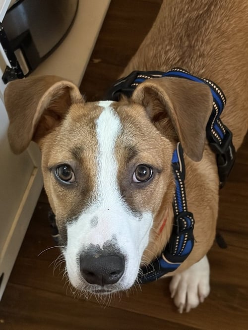 JASPER - Labrador Retriever / Shepherd available for adoption