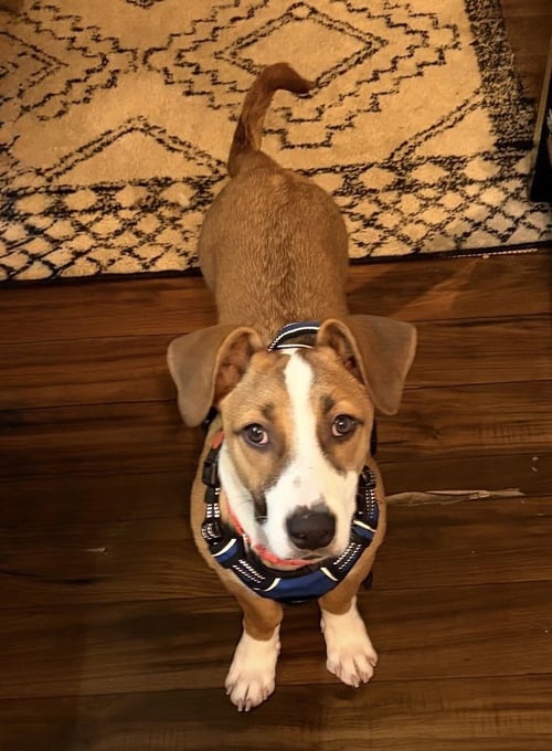 JASPER - Labrador Retriever / Shepherd available for adoption