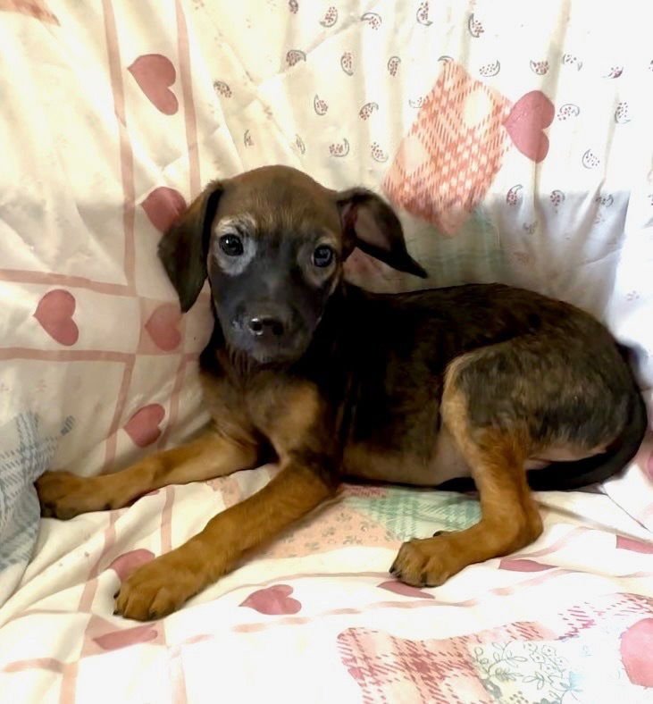 NANCY - Terrier / Shepherd available for adoption