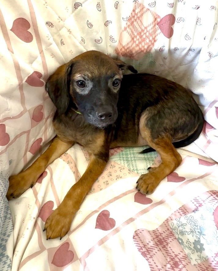 NANCY - Terrier / Shepherd available for adoption