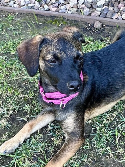 NANCY - Terrier / Shepherd available for adoption