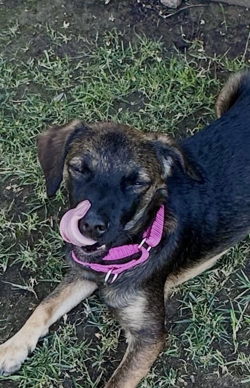 NANCY - Terrier / Shepherd available for adoption