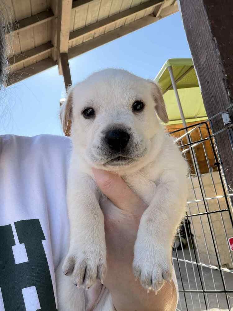 RAMBLE - Terrier available for adoption