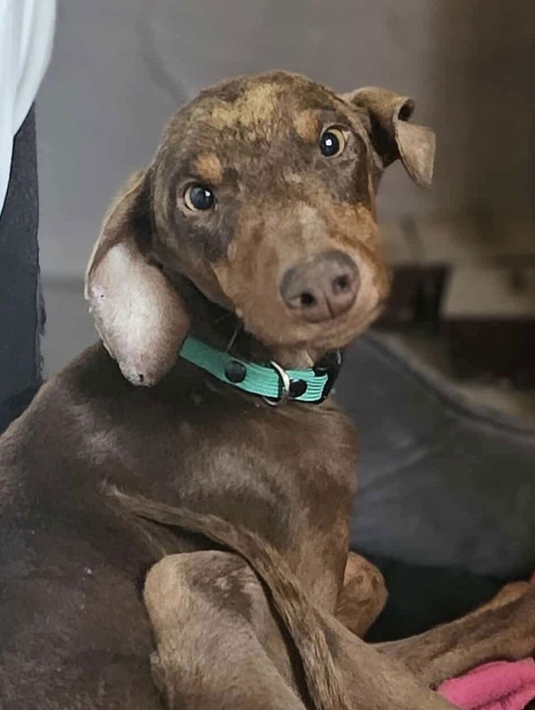 MICKEY - Doberman Pinscher available for adoption