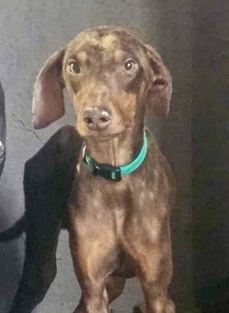 MICKEY - Doberman Pinscher available for adoption