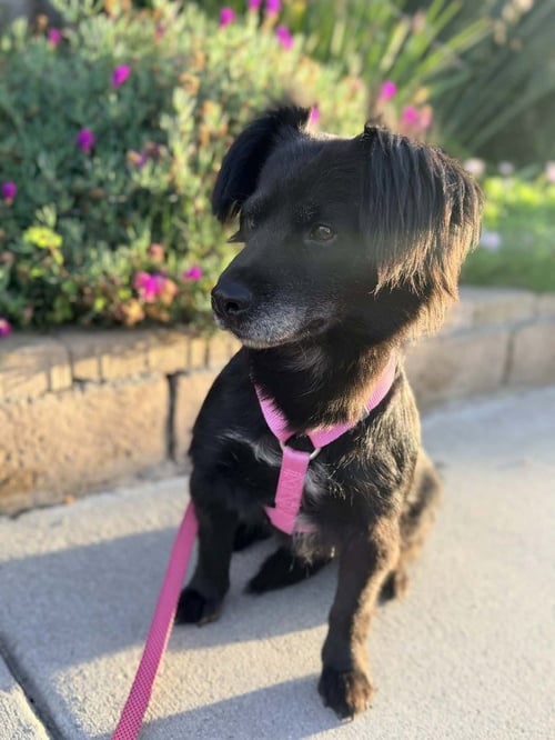 ROMY - Terrier available for adoption