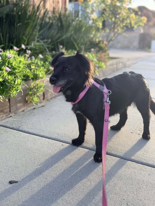 ROMY - Terrier available for adoption