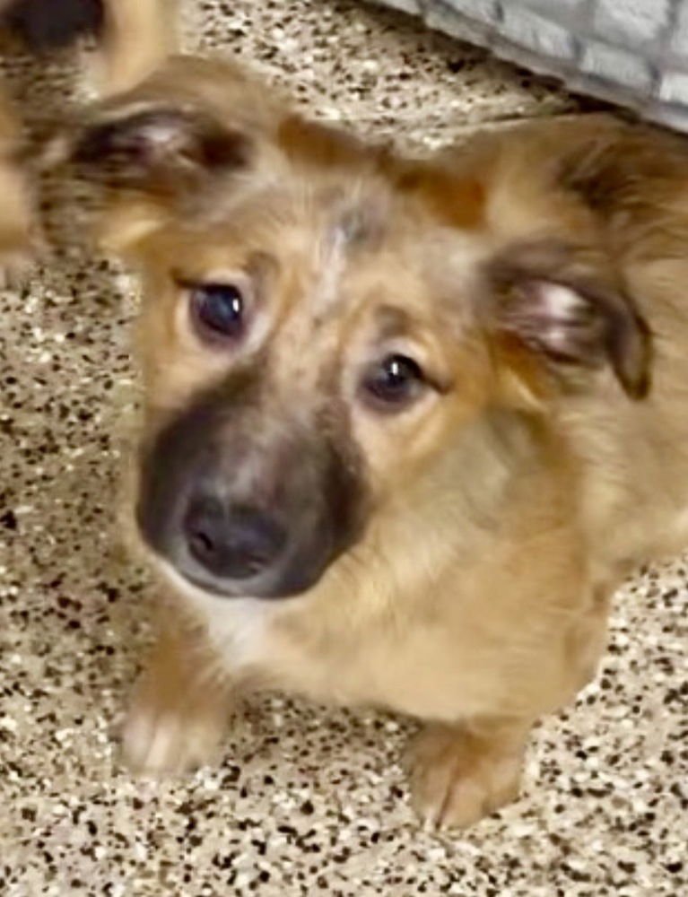 NATE - Terrier / Shepherd available for adoption